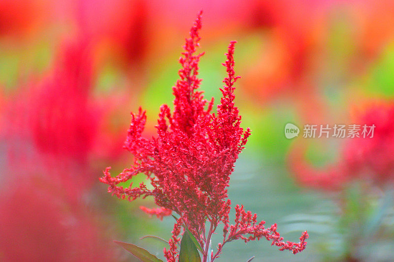 天青石/鸡冠花